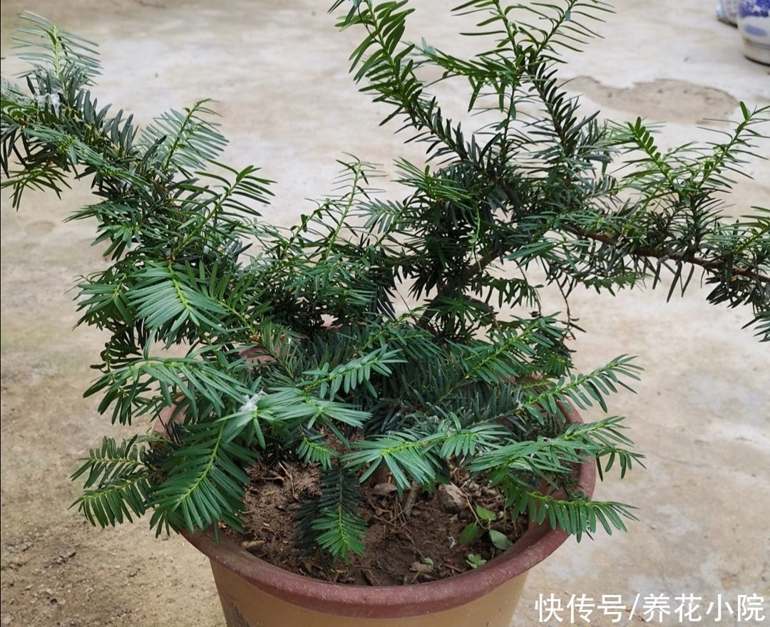 红豆杉|3种植物,被称为“净化空气小能手”,养在家里漂亮又美观