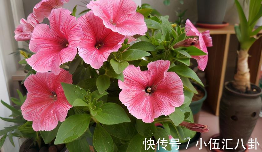 白醋|怎么用鸡蛋壳养花？掌握住注意事项，不花钱就养啥都不缺肥