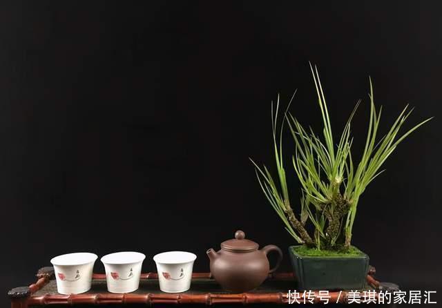 野草|路边野草,种盆里变成值钱盆景,超好养还好看