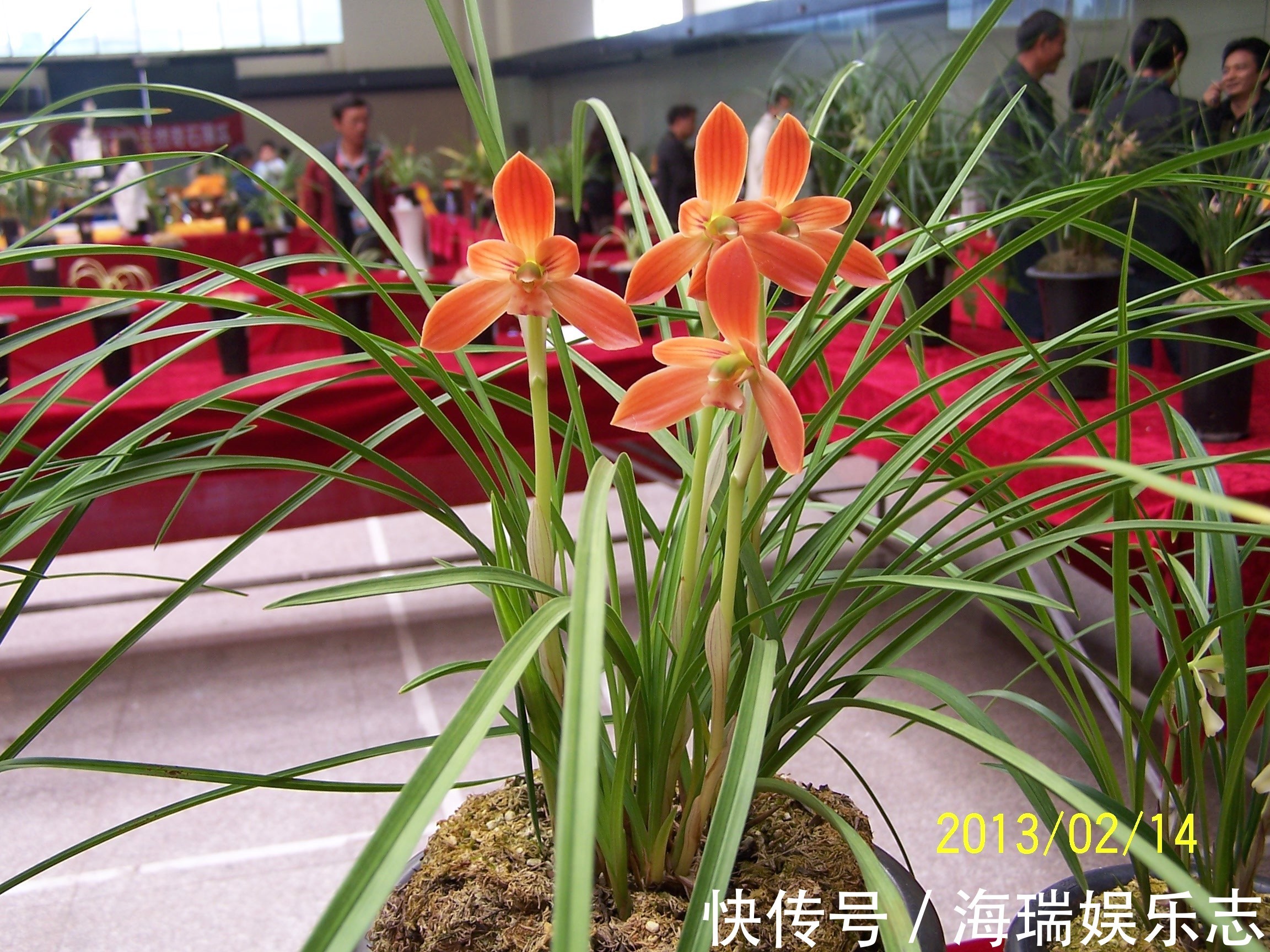 蓝雨|夏季最好养的花，丢土里就能活，春节时开花，花朵漂亮，花香四溢