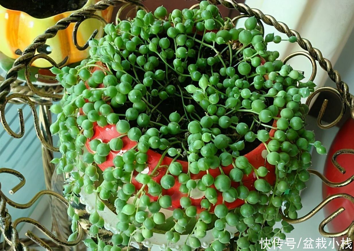 花友们|四种“吊兰花”,养在室内都好看,喜欢花的人了解下