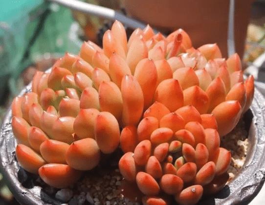 多肉植物颜色不红,怎么办?教你2招,叶子变得肉嘟嘟,鲜艳发亮
