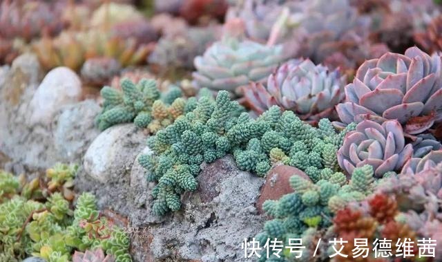 养活|为什么你家的多肉就难养活! ——死亡指南