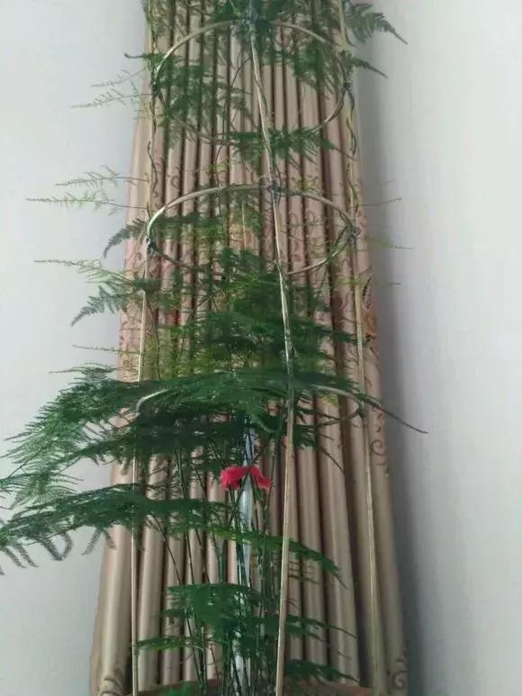 满天花板|文竹喂2种“大补药”，叶子不发黄，呼呼爬满天花板！