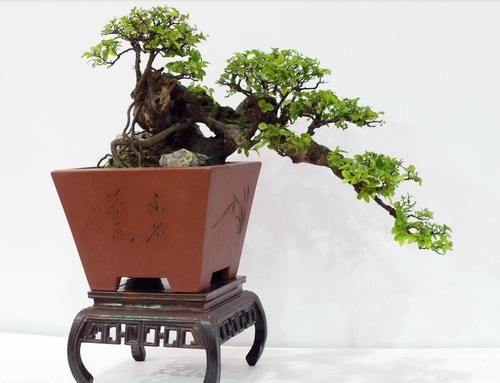 盆景七贤之一的雀梅，养殖时做好3点，才能长势旺盛，避免失枝