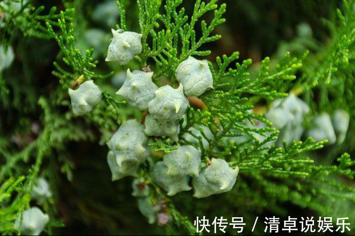 柏树叶|在路边遇见这种果子,一定要捡回家,现在知道还不晚