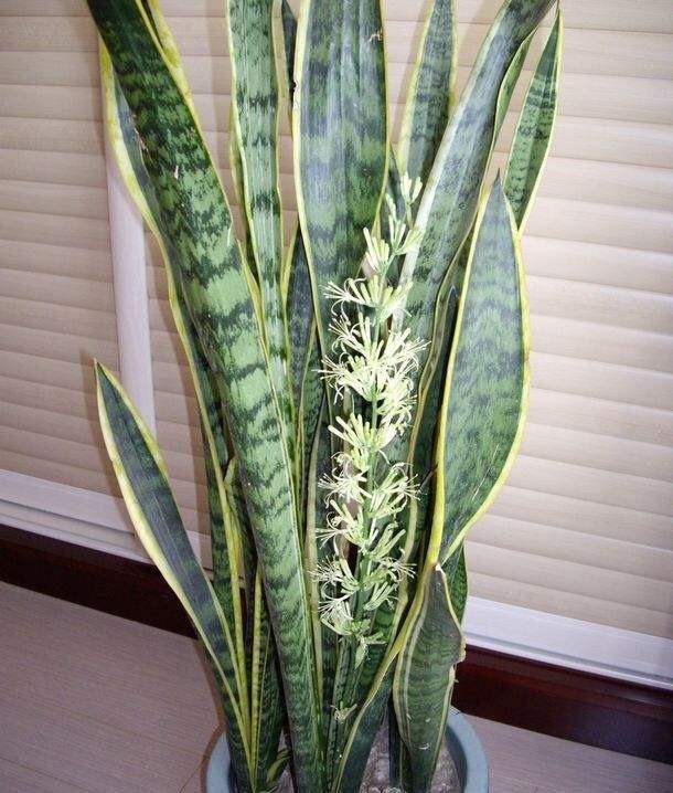 虎皮兰黄叶盆里放一勺“肥”,每片叶子绿油油,芽多叶多挤满盆