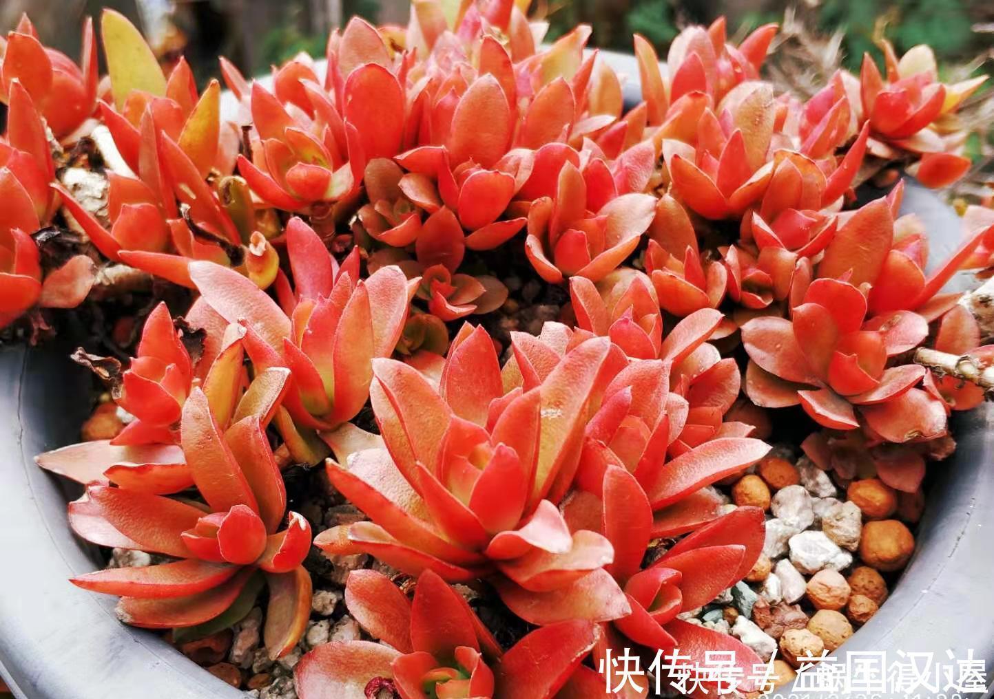 白粉病|多肉火祭算不算好品种?看完它的优点和缺点,我想大家自有定论