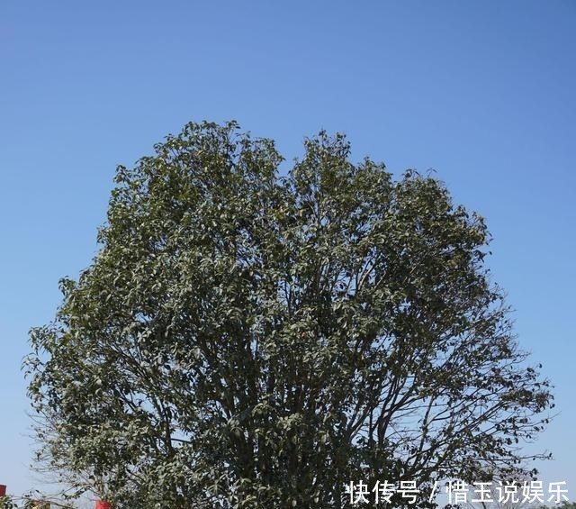 有院子就种4种树,老祖宗留下的“顺口溜”,不是没有道理