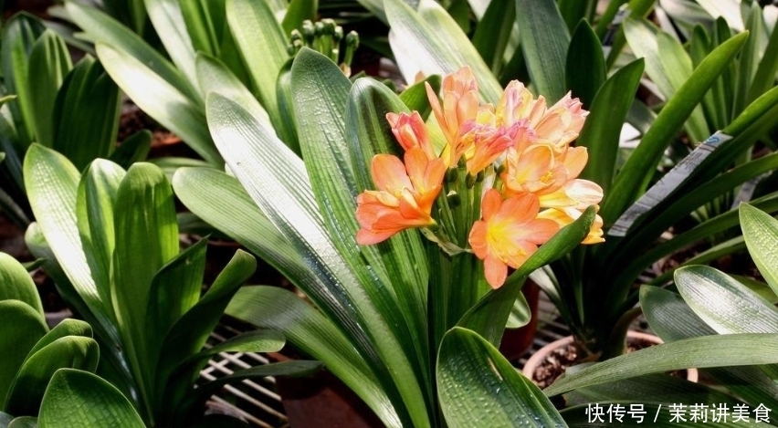 松树皮其实是个宝,营养丰富胜化肥,养啥啥壮真给力