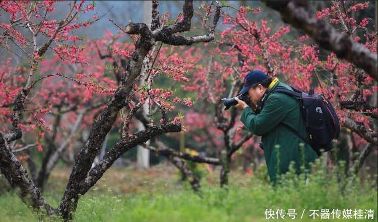 春色正好！快来龙南拍花海，还有千元奖金拿！