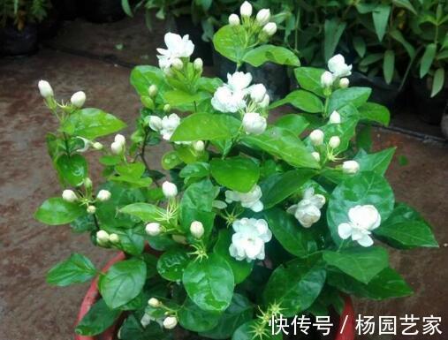 太阳花|天凉后,建议扦插4种花,“生根”后稍加养护就开花