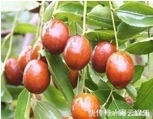 院子里不要乱种树,这6种树不仅能添福旺宅,还能招财纳福