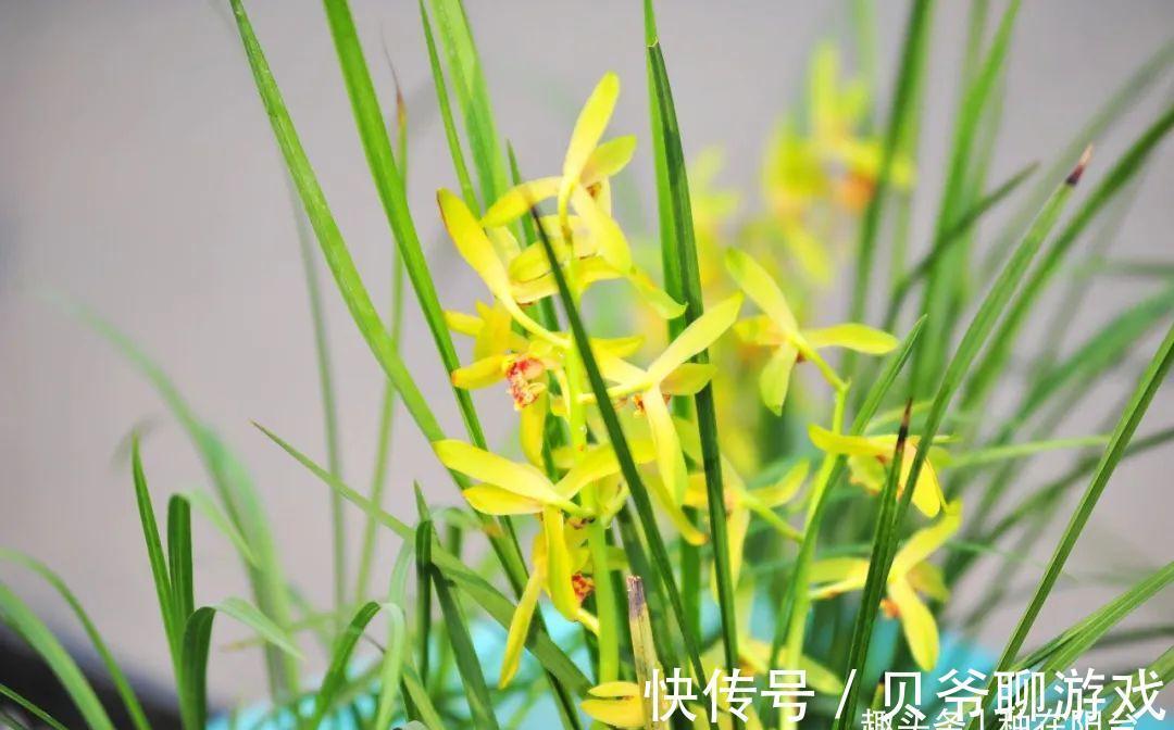 日照|全面分析阳台环境给兰花带来的不适,轻松攻克兰花的“阳台病”!