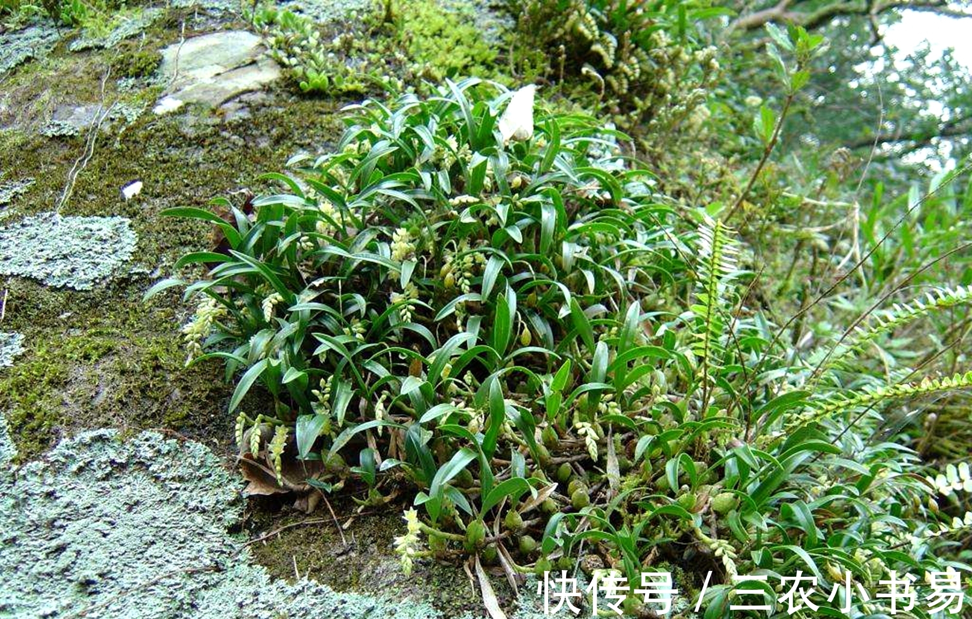 石仙桃|石头上的仙草,人称“仙桃”,农民见到会扯掉,殊不知煲汤味道鲜