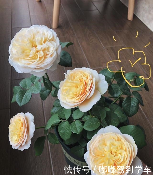 此花是世界名花,曾价值不菲,今天很便宜,四季开花,是盆栽佳品!