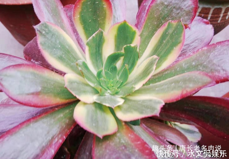 多肉孔雀和赤霞飞长得像吗不,它们无论是颜色还是叶形都不雷同