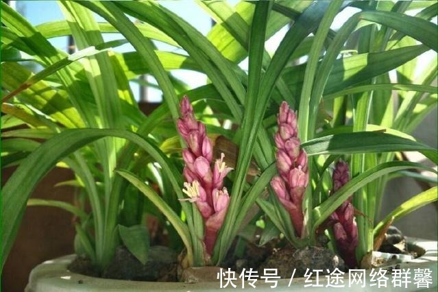 清兰花|北方养殖兰花的方法有什么不同么