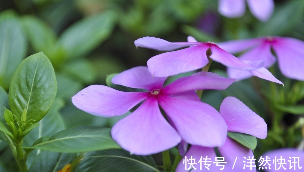 此花所寓意的是最快乐的回忆,花色鲜艳但却显得优雅