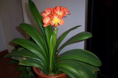 君子兰|自家的君子兰总是软趴趴？那是养错了，及时改正叶片如利剑