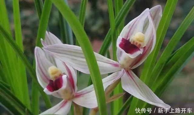 8年种花经验,老花农教你一招,轻松养兰花,从此大白根系冒不停!