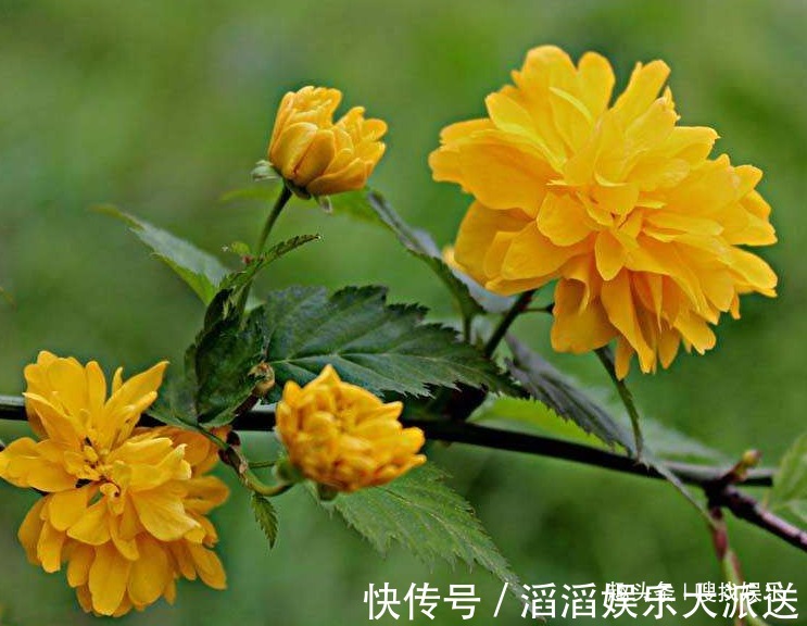 黄为贵|此花花姿优美,花开时满树金黄色的花朵极其耀眼夺目,寓意为高贵