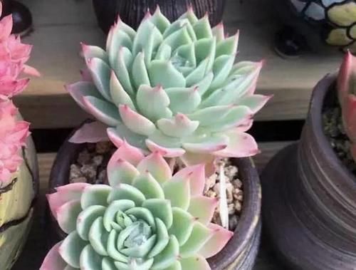 多肉徒长了怎么办？给它剪一刀，肉肉就会爆出一圈芽