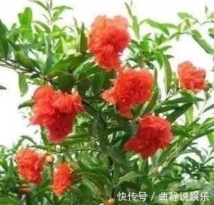 此“花树”比绿萝好养10倍，见土就活、浇水疯长，花朵又红又大