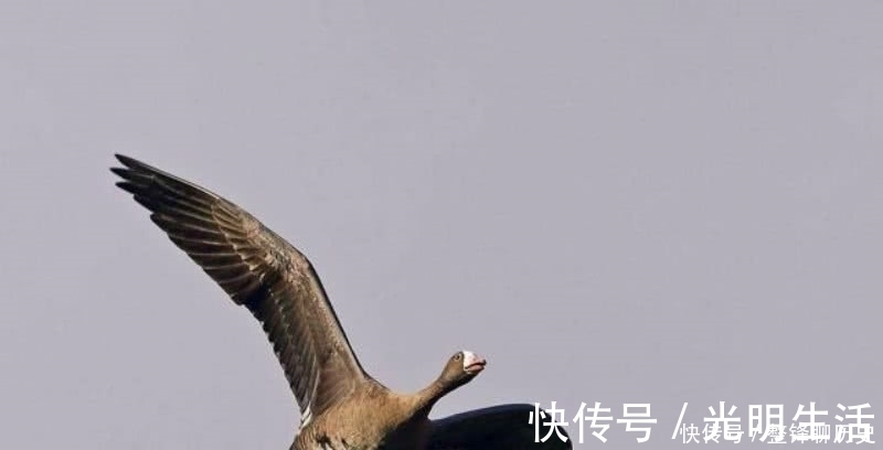 孤独$杜甫晚年一首表达孤独的诗,短短的几句,却把孤独描写得深入骨髓