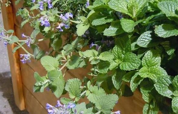 卫生间|卫生间''除异味''大招放置3种绿植除臭,居家环境更舒适