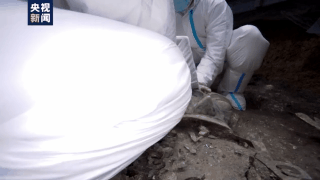 金面罩|来！一起见证三星堆新文物玉凿、铜尊等提取瞬间