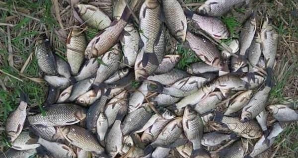 钓鱼必杀技久坐无鱼咬钩,试试这些狠招数,咬钩量翻几倍