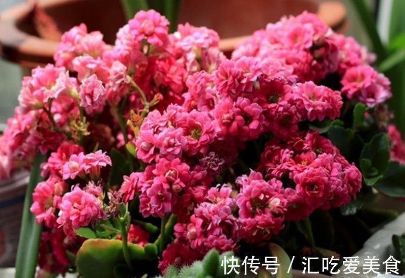 长寿花常年开花少?老花匠教你两招,花苞“呼呼长”,轻松开爆盆
