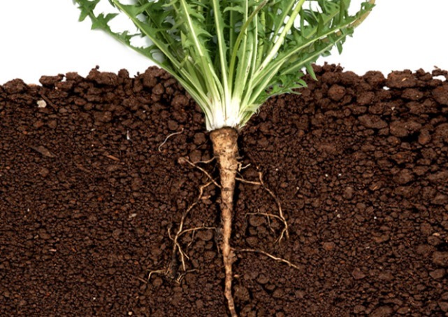 茼蒿|养护肝脏,多食二绿,常饮三水,按揉四穴