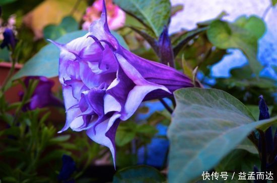 天仙子|世界上又美又毒的花居然是它,别说不知道,你肯定见过。