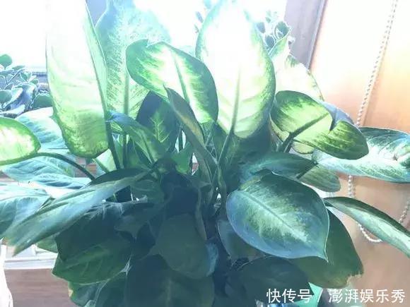 绿萝是个老“酒鬼”,平时一小勺,哗哗长刹不住车!