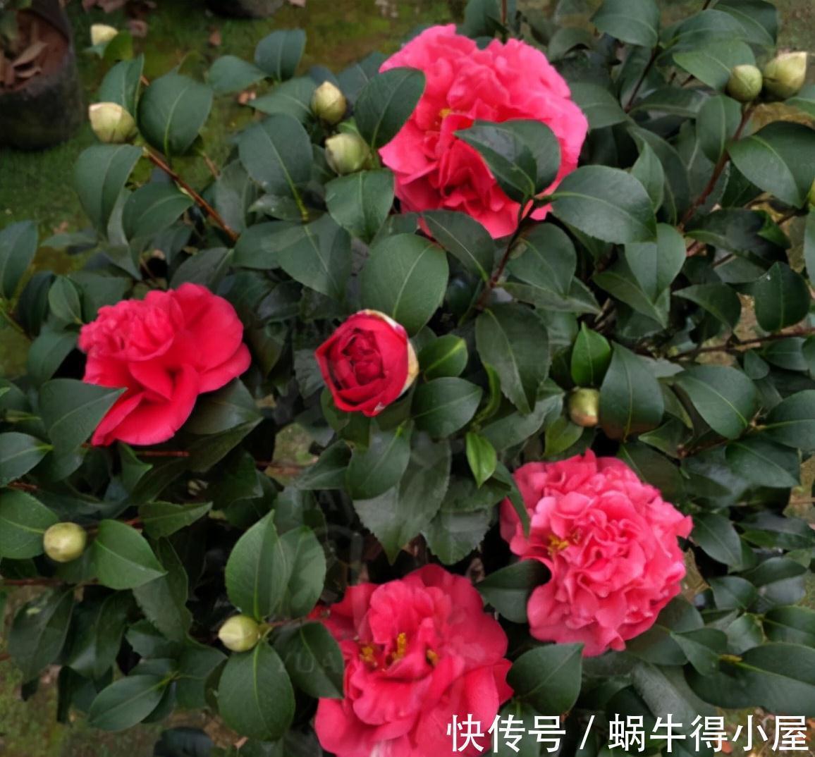 此花比牡丹还美,皮实好养开花艳,一开就是大半年,适合新手