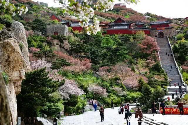 这就是山东泰山极顶海棠花开粉白花朵扮靓天街