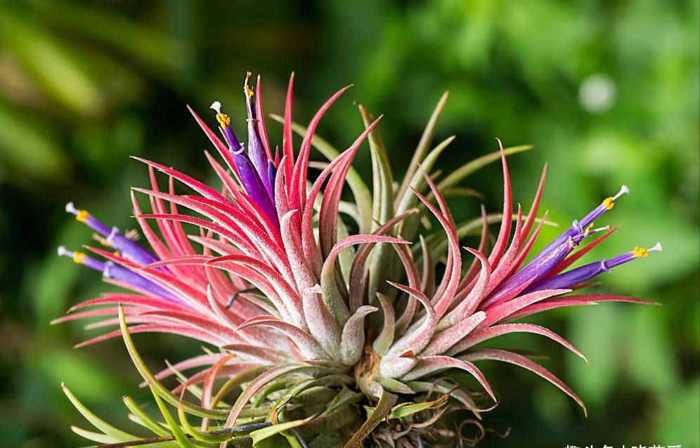 养不活花的人,建议养这“5种花”,好养好看又实用