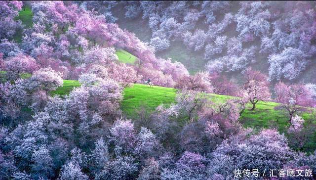 老年|在新疆伊犁杏花香雪里,等待杏花微雨中遇见你,从此一眼千年