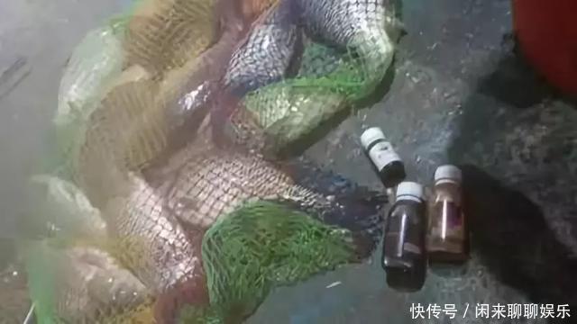 钓鱼高手教你如何搓饵钓大鱼,即使闹小鱼,也不会在害怕了