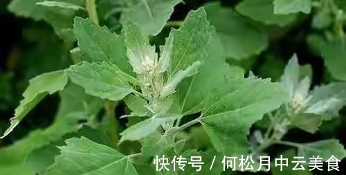江南人|60种常见野菜，高清大图，收集全了真不容易！
