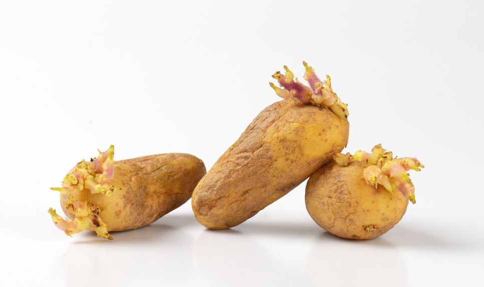 龙葵素|孕晚期有三种蔬菜或引发假宫缩,既影响预产期判断,又易致早产