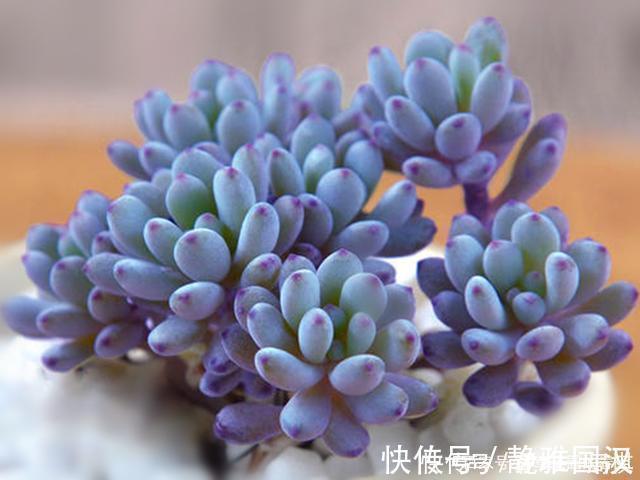 肉友们|最具清凉感的5种多肉,养护用对方法,出状态后呈现出高级蓝