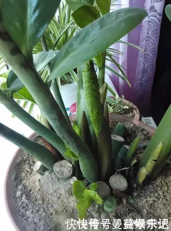 事业|家里3种花，镇宅旺事业，养的人越来越多了，看看你家有没有？