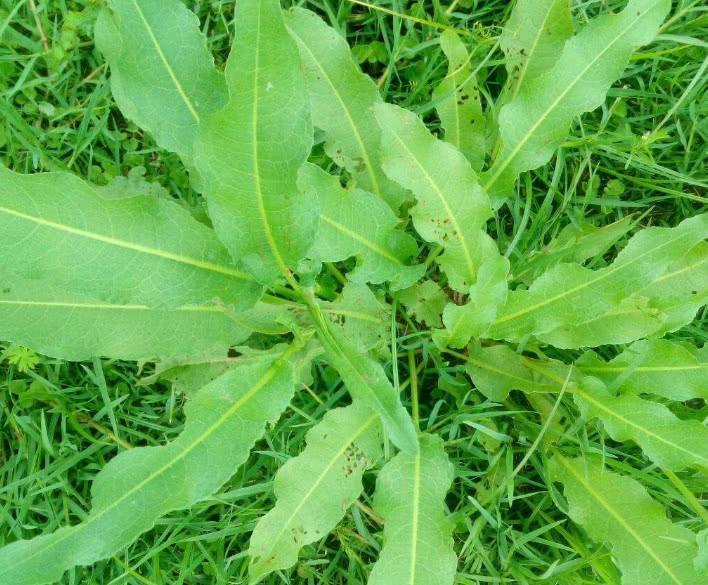 大黄菜|女性月经少,莫慌!多食此物,远离妇科病,排子宫污血