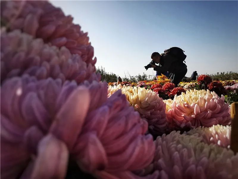 摄影|冬日之美！初冬菊花吐芬芳