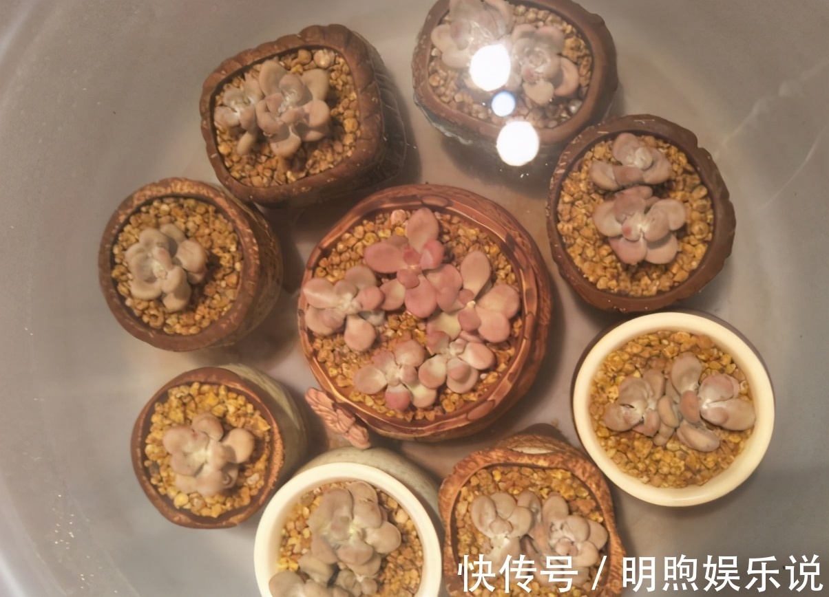 看到多肉叶子发蔫发软,经验丰富的老花匠一般不会急着浇水
