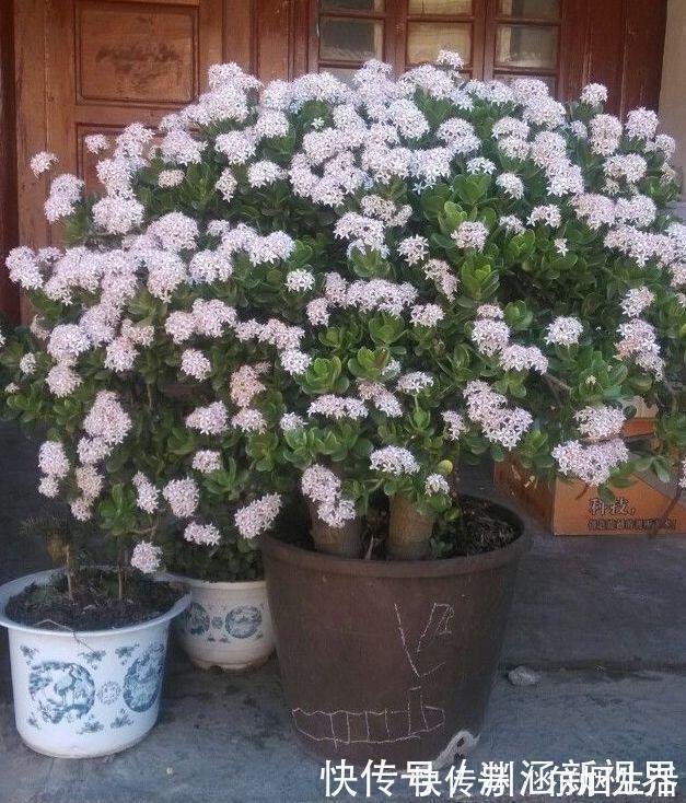 会养花的人都选它,耐旱又好活,2年养成小树桩!