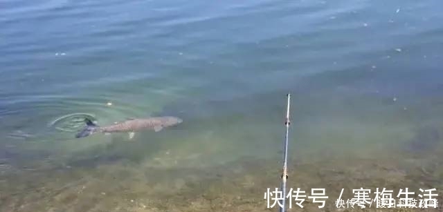 神经素|钓鱼老是空军？掌握这几个细节，新手也能爆护